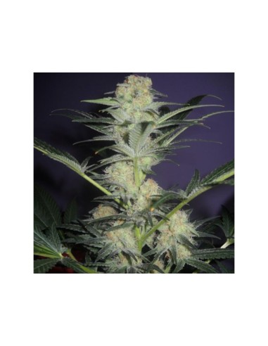 Blimburn Mamba Negra Féminisé CBD 20% 9pces Blimburn Mamba Negra Féminisé CBD 20% 9pces